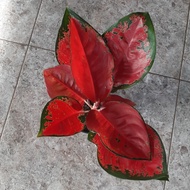 Tanaman Hias Indoor Aglaonema Aglonema Suksom Jaipong -