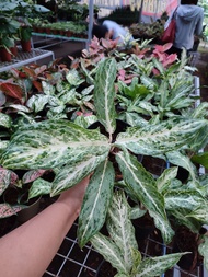 Aglaonema White Tone with FREE white plastic pot, pebbles and garden soil (Live plant and Indoor plant)