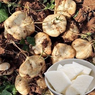 25pcs Biji Benih Sengkuang /Jicama Seeds /沙葛
