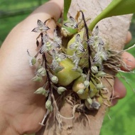 bulbophyllum lindleyanum. Orkid species. Orkid hutan