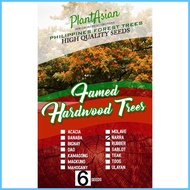 ♝ ✈ ☾ NARRA TREE QUALITY SEEDS 6 SEEDS
