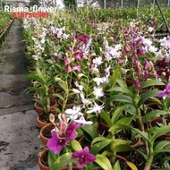 🤞 POHON ANGGREK DENDROBIUM SUDAH BERBUNGA ( BUNGA CAMPUR )