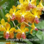 Tanaman hias Anggrek tanah Epidendrum kuning
