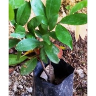 Anak Pokok Buah Katak Puru @ Nam Nam Dalam Polybag Kecil