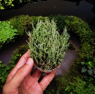 🔥Terrarium Moss🔥 Cladonia Rangiferina Reindeer Moss - Terrarium / Paludarium / Vivarium