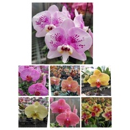 phalaenopsis baby  plant  ||蝴蝶兰苗