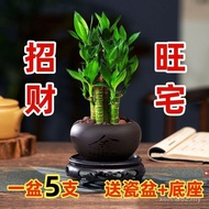 BZ8T READY STOCK Fugui Bamboo Step High Lotus Bamboo Water Cultivation Office Indoor Green Plant Liv