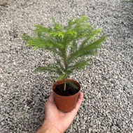 GPS Green Plant Society Live Plant Araucaria heterophylla Hong kong pine P90 南洋杉