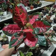 Tanaman Hias Aglaonema Suksom Batik