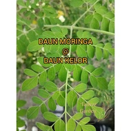 ORGANIC [DAUN KELOR SEGAR] MORINGA SEGAR/MORINGA KERING