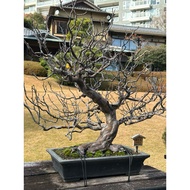 Japanese Chinese quince