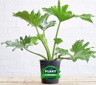 Philodendron  Selloum Or Sahod  Yaman " Lucky Plant " (Live plants) with FREE Plastic pot ( Indoor plant and Outdoor Plant , Real Plant )