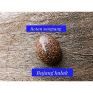 Permata dua gabungan Rotan songsang Dan Bujang kalak
