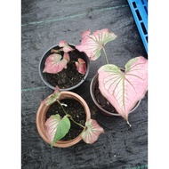 Keladi LOVELY HEART @CALADIUM THAI BEAUTY