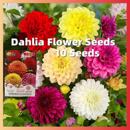 บอนสี บอนสีสวยๆ 10เมล็ด Dahlia Flower Seeds บอนสีหายาก เมล็ดพันธุ์ เป็นไม้พุ่ม ดอกสีสันสวยงาม เมล็ดดอกไม้สวย เมล็ดดอกไม้ ต้นไม้มงคล บอนไซ ต้นไม้ฟอกอากาศ พันธุ์ดอกไม้ ต้นไม้ประดับ ต้นไม้จิ๋ว ต้นไม้จัดสวน Garden DIY Plants