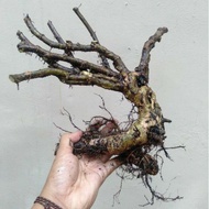 Bonsai Putri Malu / Bahan Bonsai / Dongkelan / Bonsai Viral / Bogelan