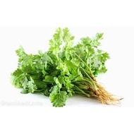 Cilantro seeds - Coriander 15 grams