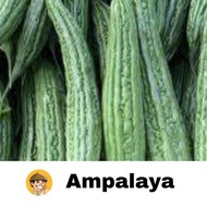 VEGETABLE SEEDS AMPALAYA SEEDS 2SEEDS/PACK, HIGH GERMINATION, ITEM  WITH LABEL/INSTRUCTIONS.