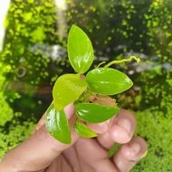 Anubias Golden size M