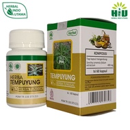 Tempuyung Obat Herbal Batu Ginjal Batu Empedu Saluran Kencing