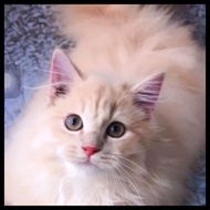 Terbaru Kucing Persia Mix Mainecoon Bergaransi Harga Promo