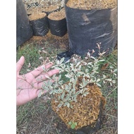 ♞,♘,♙VARIEGATED AFRICAN TALISAY PLANT (SMALL)