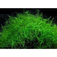 Java Moss Aquarium plant Aquatic plant Tumbuhan air Tumbuhan akuatik
