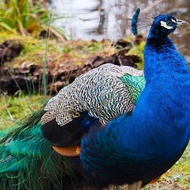Burung Merak biru india Anakan 5blan spasang