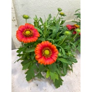 H2O - Blanket Flower Live Plant