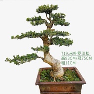 ⭐Arhat Pine Bonsai Rice Leaf Arhat Pine Pearl Red Bud Arhat Pine Courtyard Living Room Bonsai⭐⭐