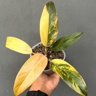 Tanaman Hias Philodendron Red Imperial Variegata Mewah 68Kk Ayratoko