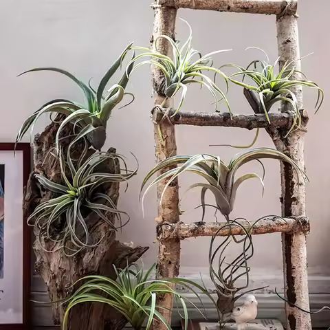 8Pack Artificial Pineapple Grass Air Plants Fake Flowers Faux Flocking Tillandsia Bromeliads Home Ga