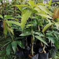 Pokok Mangga Harumanis