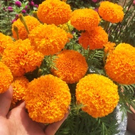 F1 orange dwarf marigold seeds with large flowers - 0.1gr pack