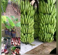 bibit pisang Ambon kuning bonggol pisang Ambon kuning terbaik