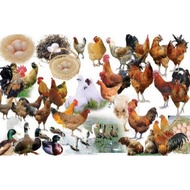 Ubat Antibiotic unggas /ayam/burung/itek/serati/angsa