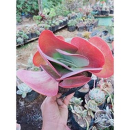 Flapjack / Luciae Kalanchoe