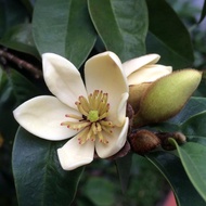 Tanaman Hias Magnolia Figo / Cempaka Mulya Putih super harum