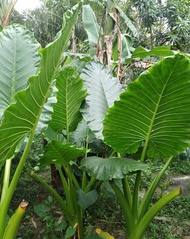 Bibit Talas Sente Atau Talas Jumbo Cocok Untuk Pakan Alternatif Ikan Gurame Per 1 Bibit Original.