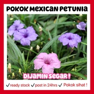 RINA • pokok dwarf Mexican petunia • Ruellia Katie outdoor live plant bunga hidup garden flower purple pink tanaman