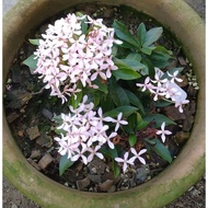 Pokok Ixora Pink Rubiaceae