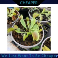 1 Pot x Real Plant Live Carnivorous Bunga Venus Flytrap Dionaea Muscipula