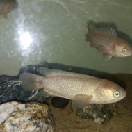 Ikan Betok/Betik/Papuyu Ikan Predator Tankmate
