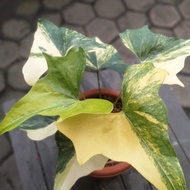 tanaman hias Anthurium Pterodactyl Variegata 7 daun roset 65