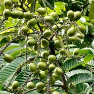 Baja khas pokok longan brazil/matoa 700 gram lengkap untuk berbuah 3in1