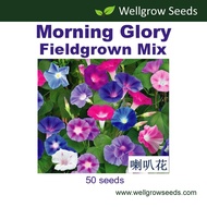 [$9.9 Free Shipping]Morning Glory Fieldgrown Mix (Ipomoea Purpurea) (30 Sds) Flower Seeds Wellgrow S
