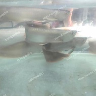 Ikan Hias Ikan Arwana Silver Besar #Gratisongkir Limapuluhsatustore