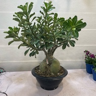 H2O - 12” Pot Adenium (UFO pot) Live Plant