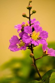 CÂY GIỐNG BẰNG LĂNG TÍM [ CÂY CAO HƠN 1M RỒI ] [ GHN EXPRESS ]