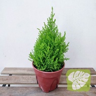 Lemon Cypress Gold Crest Pine Plant IOB